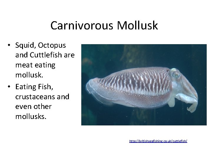 Carnivorous Mollusk • Squid, Octopus and Cuttlefish are meat eating mollusk. • Eating Fish,