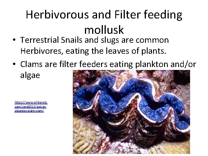 Herbivorous and Filter feeding mollusk • Terrestrial Snails and slugs are common Herbivores, eating