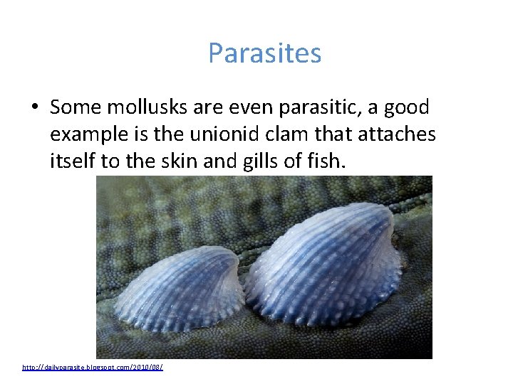 Parasites • Some mollusks are even parasitic, a good example is the unionid clam