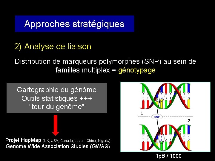 Approches stratégiques 2) Analyse de liaison Distribution de marqueurs polymorphes (SNP) au sein de