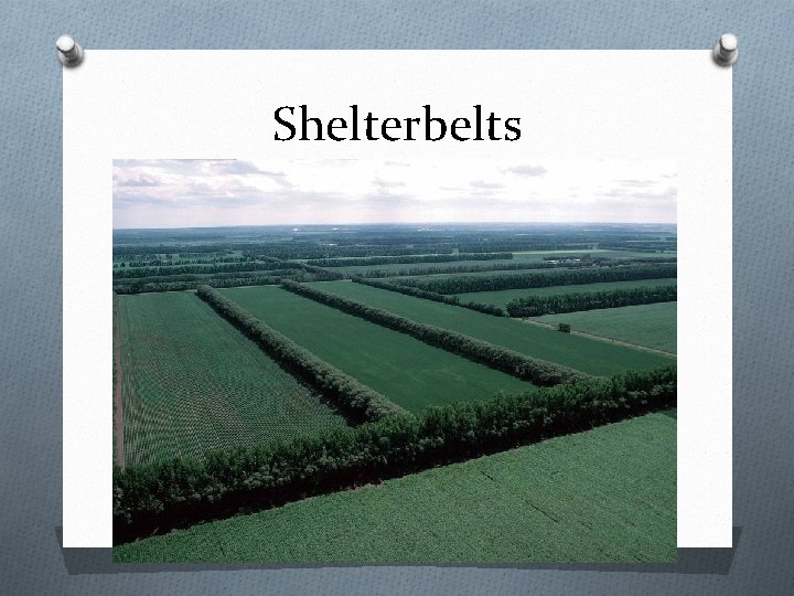 Shelterbelts 