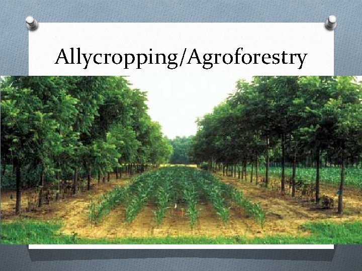 Allycropping/Agroforestry 