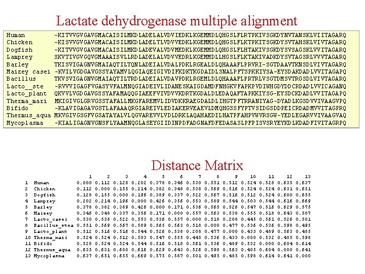 Lactate dehydrogenase multiple alignment Human Chicken Dogfish Lamprey Barley Maizey casei Bacillus Lacto__ste Lacto_plant Lactate dehydrogenase multiple alignment Human Chicken Dogfish Lamprey Barley Maizey casei Bacillus Lacto__ste Lacto_plant
