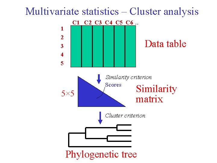 Multivariate statistics – Cluster analysis 1 2 3 4 5 C 1 C 2 Multivariate statistics – Cluster analysis 1 2 3 4 5 C 1 C 2