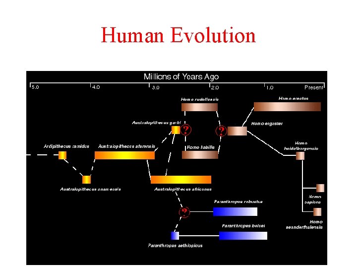 Human Evolution Human Evolution
