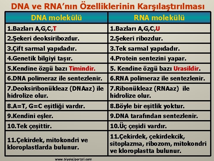 DNA ve RNA’nın Özelliklerinin Karşılaştırılması DNA molekülü RNA molekülü 1. Bazları A, G, C,