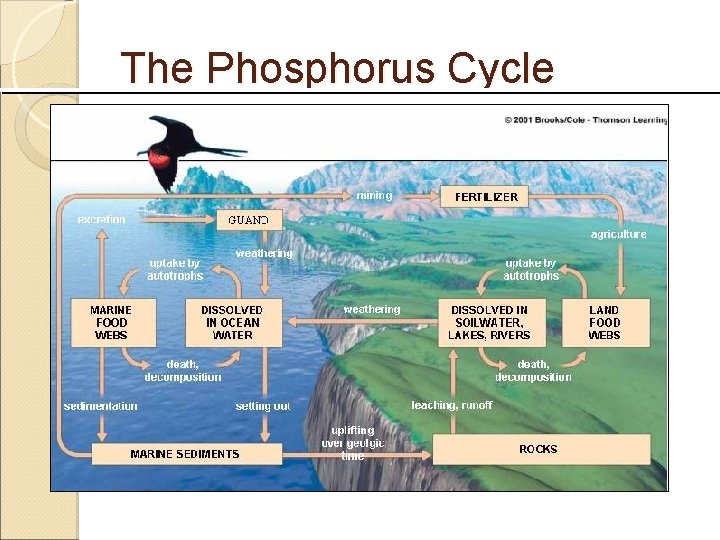 The Phosphorus Cycle 