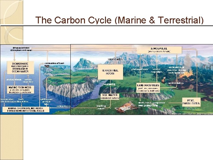 The Carbon Cycle (Marine & Terrestrial) 