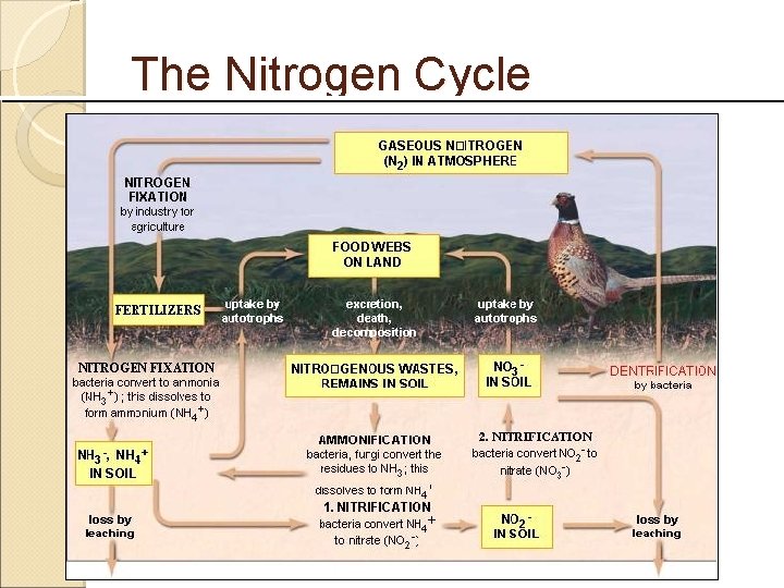 The Nitrogen Cycle 