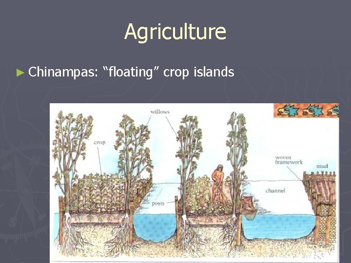 Agriculture ► Chinampas: “floating” crop islands 