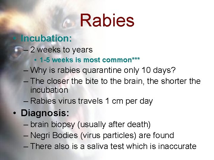 Rabies • Incubation: – 2 weeks to years • 1 -5 weeks is most