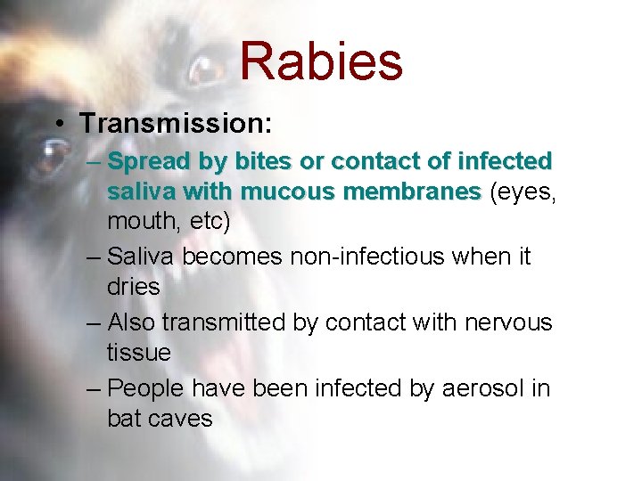 Rabies • Transmission: – Spread by bites or contact of infected saliva with mucous