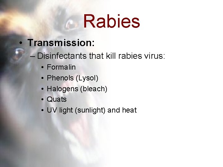 Rabies • Transmission: – Disinfectants that kill rabies virus: • • • Formalin Phenols