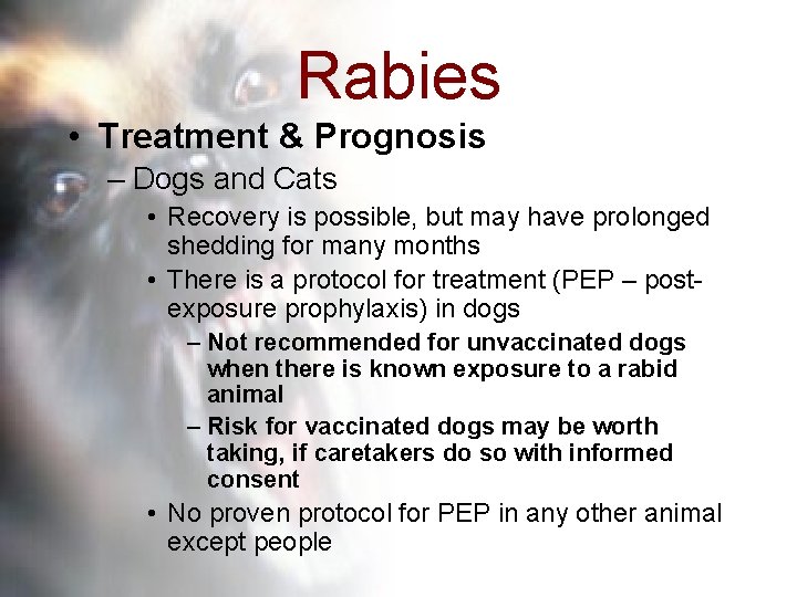 Rabies • Treatment & Prognosis – Dogs and Cats • Recovery is possible, but