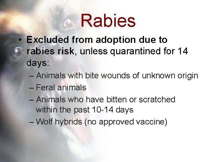 Rabies • Excluded from adoption due to rabies risk, unless quarantined for 14 days: