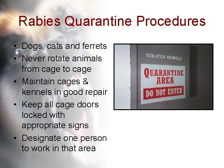 Rabies Quarantine Procedures • Dogs, cats and ferrets • Never rotate animals from cage