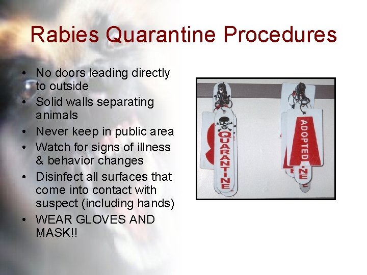 Rabies Quarantine Procedures • No doors leading directly to outside • Solid walls separating