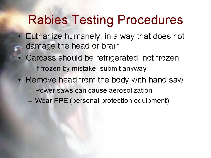 Rabies Testing Procedures • Euthanize humanely, in a way that does not damage the