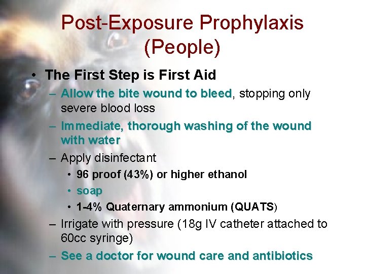 Post-Exposure Prophylaxis (People) • The First Step is First Aid – Allow the bite