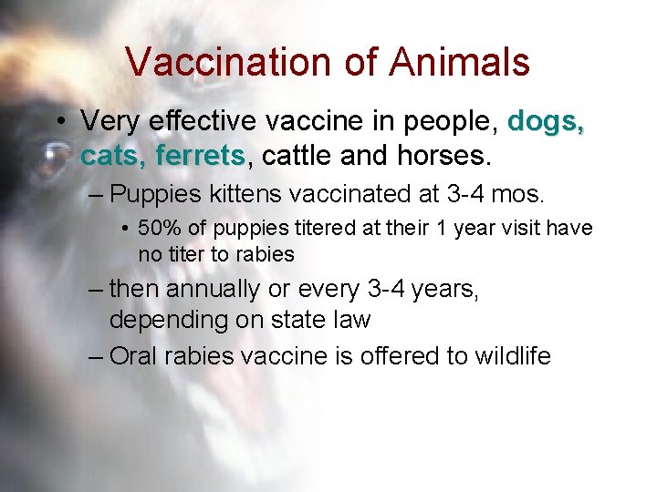 Vaccination of Animals • Very effective vaccine in people, dogs, cats, ferrets cattle and