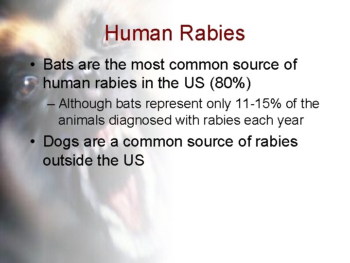 Human Rabies • Bats are the most common source of human rabies in the