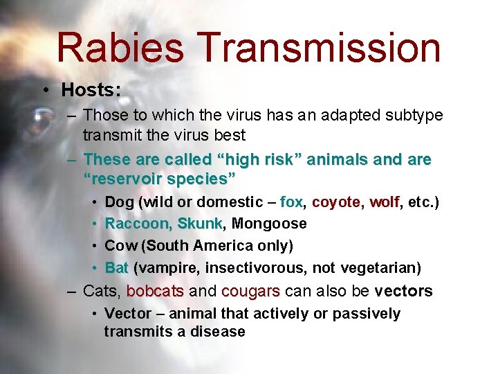 Rabies Transmission • Hosts: – Those to which the virus has an adapted subtype