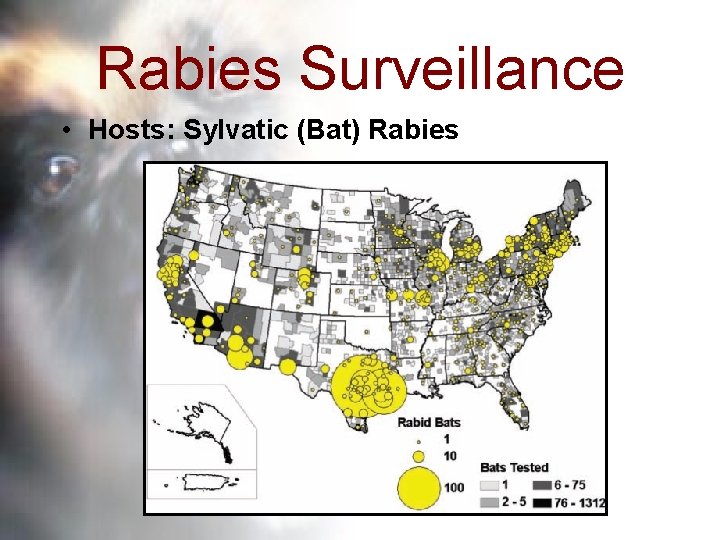 Rabies Surveillance • Hosts: Sylvatic (Bat) Rabies 