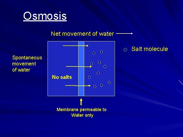 Osmosis Net movement of water Salt molecule Spontaneous movement of water No salts Membrane