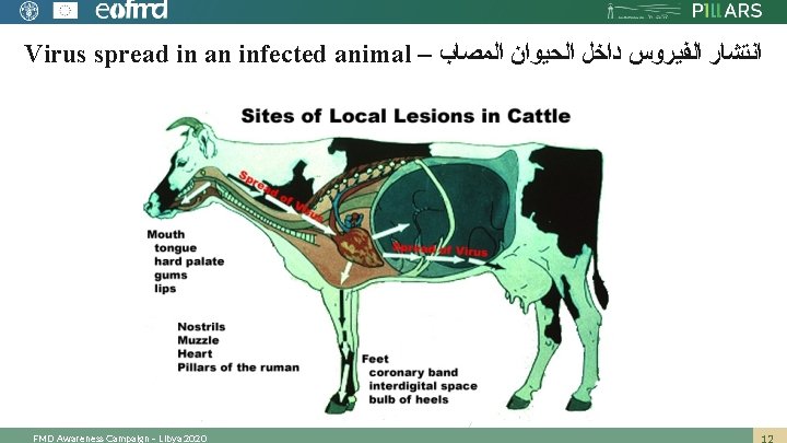 Virus spread in an infected animal – ﺍﻧﺘﺸﺎﺭ ﺍﻟﻔﻴﺮﻭﺱ ﺩﺍﺧﻞ ﺍﻟﺤﻴﻮﺍﻥ ﺍﻟﻤﺼﺎﺏ FMD Awareness