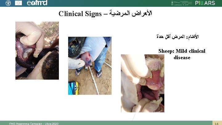Clinical Signs – ﺍﻷﻌﺮﺍﺽ ﺍﻟﻤﺮﺿﻴﺔ ﺍﻟﻤﺮﺽ ﺃﻘﻞ ﺣﺪﺓ : ﺍﻷﻐﻨﺎﻡ Sheep: Mild clinical disease