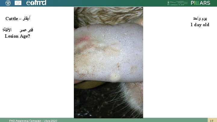 Cattle – ﺃﺒﻘﺎﺭ ﺍﻵﻔﺔ؟ ﻗﺪﺭ ﻋﻤﺮ Lesion Age? FMD Awareness Campaign – Libya 2020