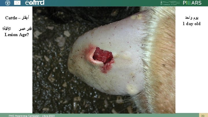 Cattle – ﺃﺒﻘﺎﺭ ﺍﻵﻔﺔ؟ ﻗﺪﺭ ﻋﻤﺮ Lesion Age? FMD Awareness Campaign – Libya 2020