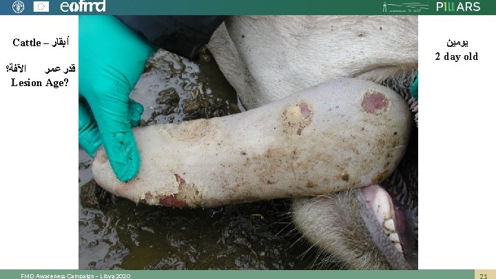 Cattle – ﺃﺒﻘﺎﺭ ﺍﻵﻔﺔ؟ ﻗﺪﺭ ﻋﻤﺮ Lesion Age? FMD Awareness Campaign – Libya 2020