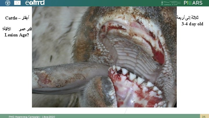Cattle – ﺃﺒﻘﺎﺭ ﺍﻵﻔﺔ؟ ﻗﺪﺭ ﻋﻤﺮ Lesion Age? FMD Awareness Campaign – Libya 2020