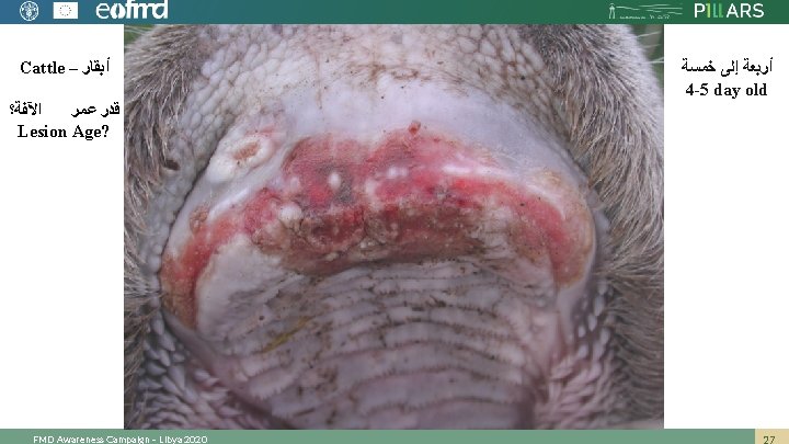 Cattle – ﺃﺒﻘﺎﺭ ﺍﻵﻔﺔ؟ ﻗﺪﺭ ﻋﻤﺮ Lesion Age? FMD Awareness Campaign – Libya 2020