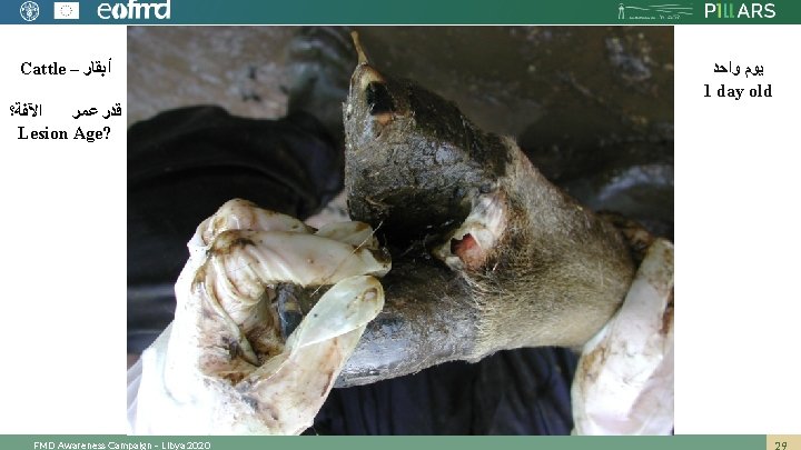 Cattle – ﺃﺒﻘﺎﺭ ﺍﻵﻔﺔ؟ ﻗﺪﺭ ﻋﻤﺮ Lesion Age? FMD Awareness Campaign – Libya 2020