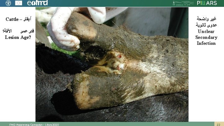 Cattle – ﺃﺒﻘﺎﺭ ﺍﻵﻔﺔ؟ ﻗﺪﺭ ﻋﻤﺮ Lesion Age? FMD Awareness Campaign – Libya 2020
