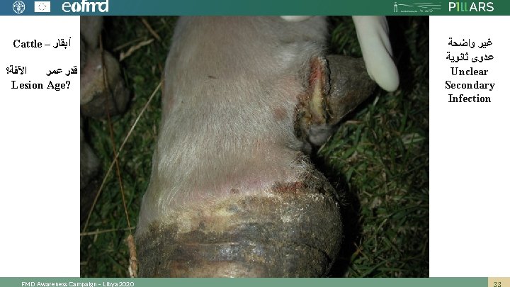 Cattle – ﺃﺒﻘﺎﺭ ﺍﻵﻔﺔ؟ ﻗﺪﺭ ﻋﻤﺮ Lesion Age? FMD Awareness Campaign – Libya 2020
