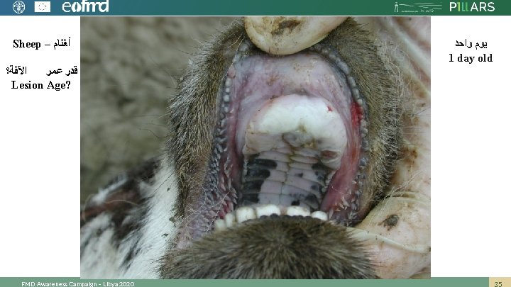 Sheep – ﺃﻐﻨﺎﻡ ﺍﻵﻔﺔ؟ ﻗﺪﺭ ﻋﻤﺮ Lesion Age? FMD Awareness Campaign – Libya 2020