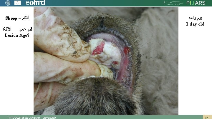 Sheep – ﺃﻐﻨﺎﻡ ﺍﻵﻔﺔ؟ ﻗﺪﺭ ﻋﻤﺮ Lesion Age? FMD Awareness Campaign – Libya 2020