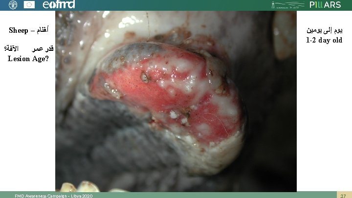 Sheep – ﺃﻐﻨﺎﻡ ﺍﻵﻔﺔ؟ ﻗﺪﺭ ﻋﻤﺮ Lesion Age? FMD Awareness Campaign – Libya 2020