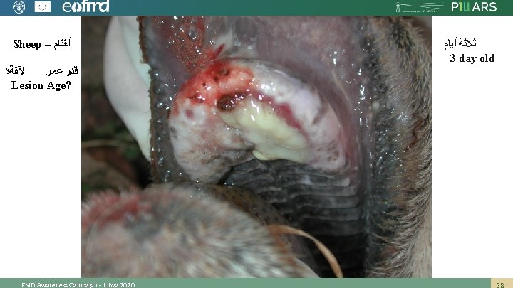 Sheep – ﺃﻐﻨﺎﻡ ﺍﻵﻔﺔ؟ ﻗﺪﺭ ﻋﻤﺮ Lesion Age? FMD Awareness Campaign – Libya 2020