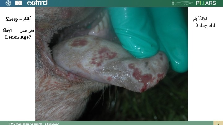 Sheep – ﺃﻐﻨﺎﻡ ﺍﻵﻔﺔ؟ ﻗﺪﺭ ﻋﻤﺮ Lesion Age? FMD Awareness Campaign – Libya 2020