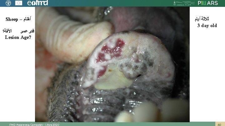 Sheep – ﺃﻐﻨﺎﻡ ﺍﻵﻔﺔ؟ ﻗﺪﺭ ﻋﻤﺮ Lesion Age? FMD Awareness Campaign – Libya 2020