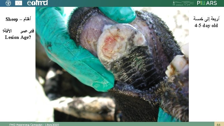 Sheep – ﺃﻐﻨﺎﻡ ﺍﻵﻔﺔ؟ ﻗﺪﺭ ﻋﻤﺮ Lesion Age? FMD Awareness Campaign – Libya 2020