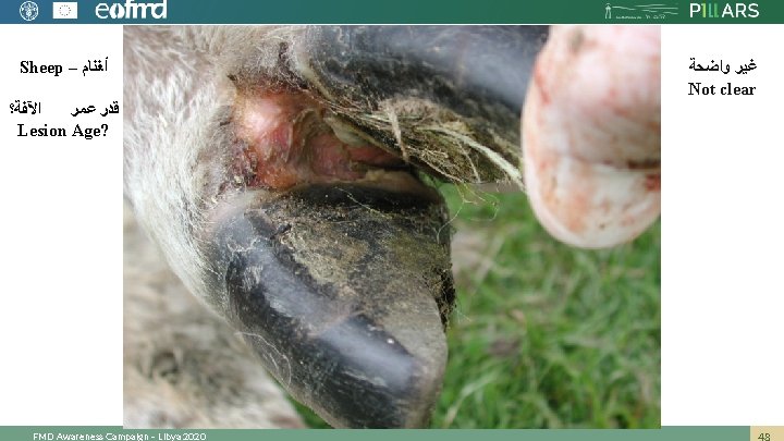 Sheep – ﺃﻐﻨﺎﻡ ﺍﻵﻔﺔ؟ ﻗﺪﺭ ﻋﻤﺮ Lesion Age? FMD Awareness Campaign – Libya 2020