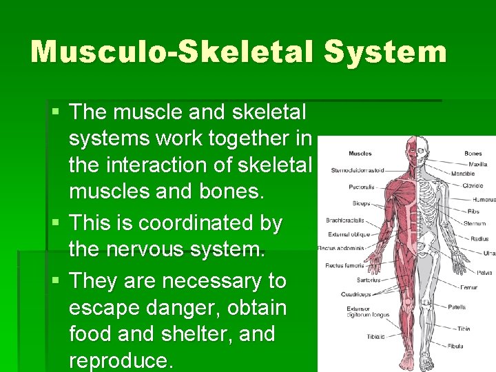 Musculo-Skeletal System § The muscle and skeletal systems work together in the interaction of