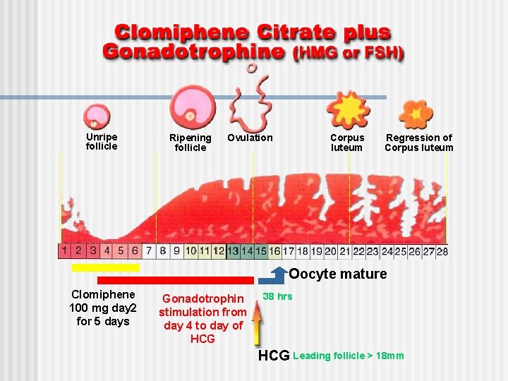 Unripe follicle Ripening follicle Ovulation Corpus luteum Regression of Corpus luteum Oocyte mature Clomiphene