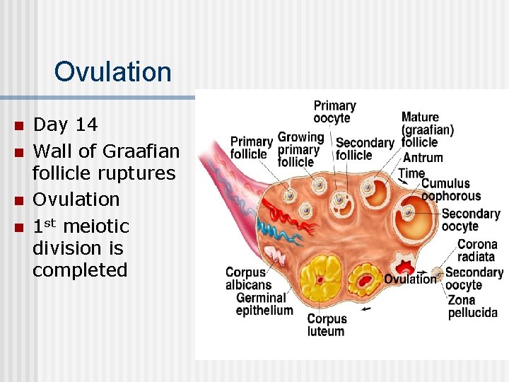 Ovulation n n Day 14 Wall of Graafian follicle ruptures Ovulation 1 st meiotic