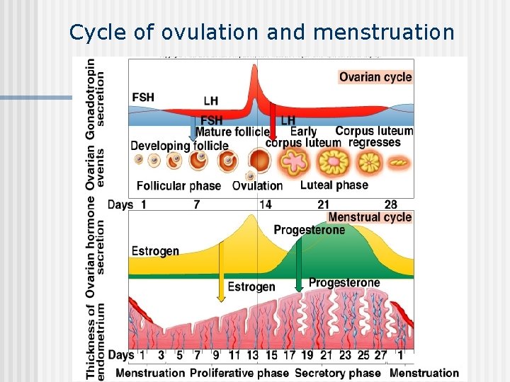 Cycle of ovulation and menstruation Insert fig. 20. 35 